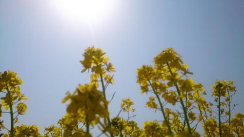 太陽と菜の花.jpg