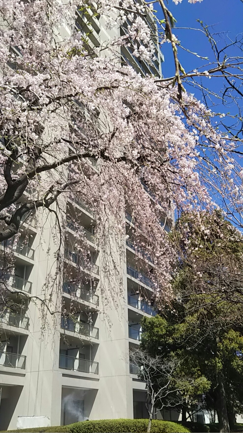 しだれ桜？ 新川公園の桜　ソメイヨシノは満開まであとちょっと？