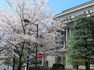 江戸桜通りの桜 日本橋の桜は満開