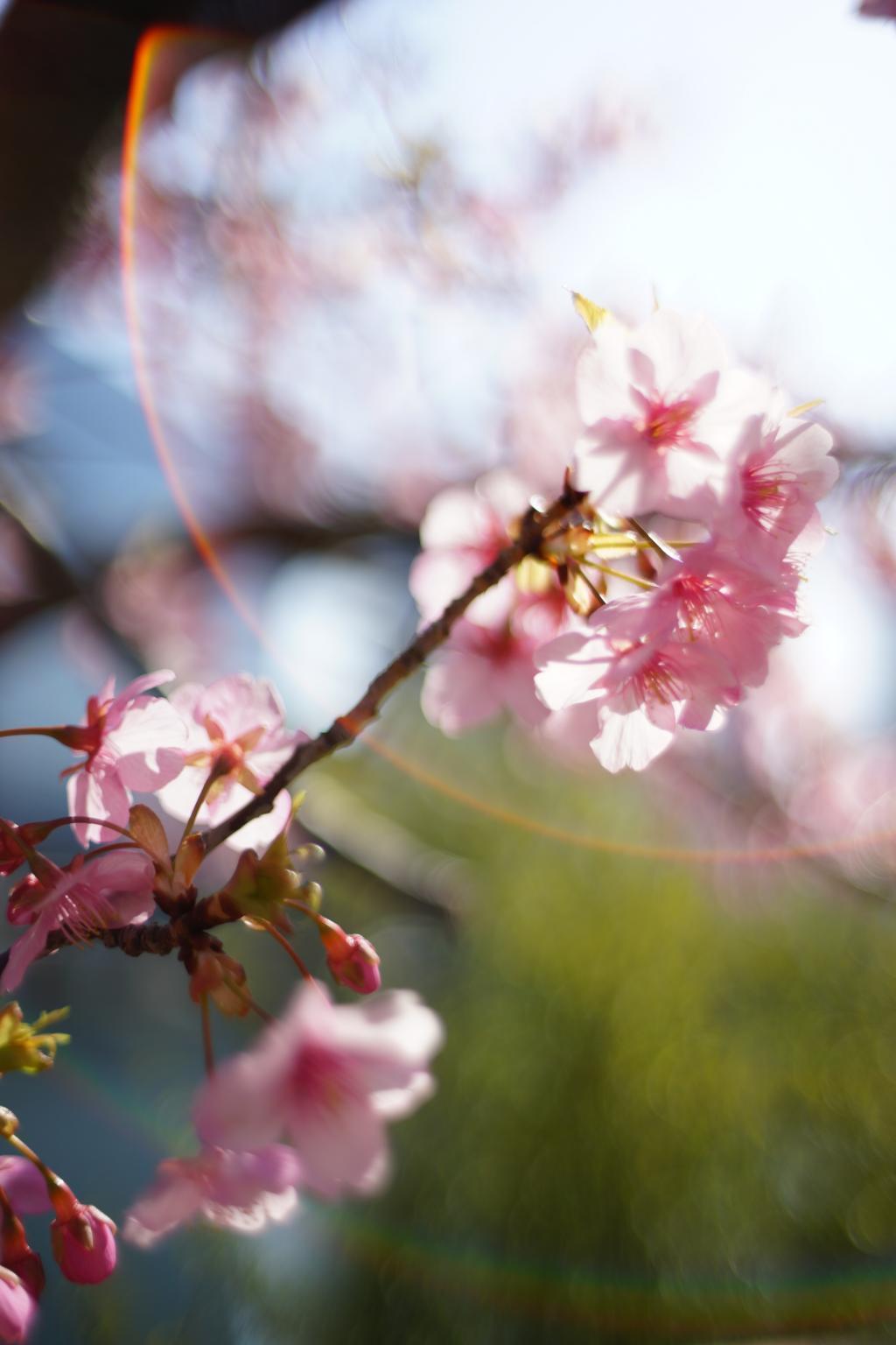  亀島川公園の桜