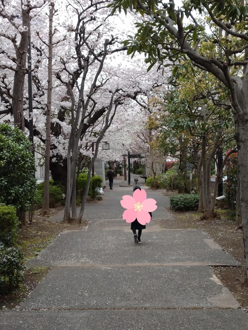  桜の下でランドセル姿の「前撮り」行脚