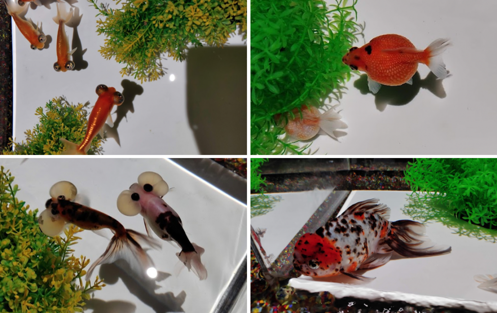 珍しい金魚たち 和テイストのイルミネーションが幻想的
アートアクアリウム美術館 GINZA