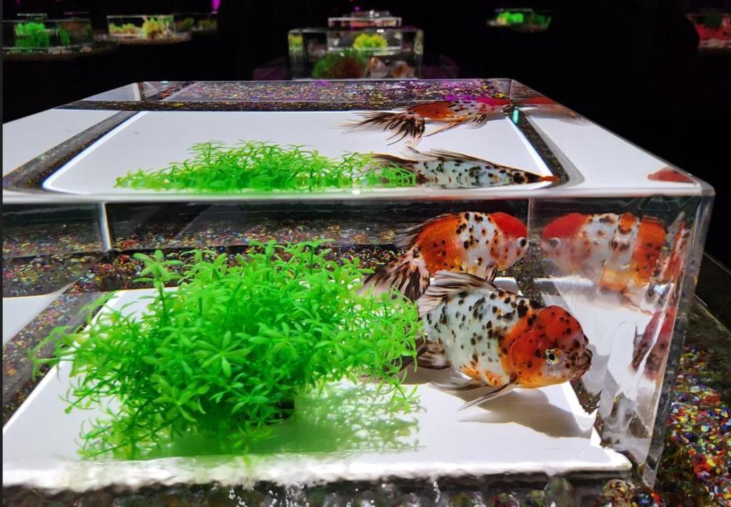 様々な種類の金魚を楽しむ インスタ映え、だけじゃない！　金魚を間近で鑑賞できるアートアクアリウム 美術館 GINZA
