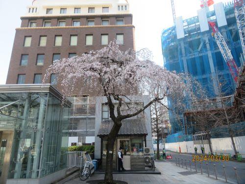  桜開花宣言後の日本橋の桜