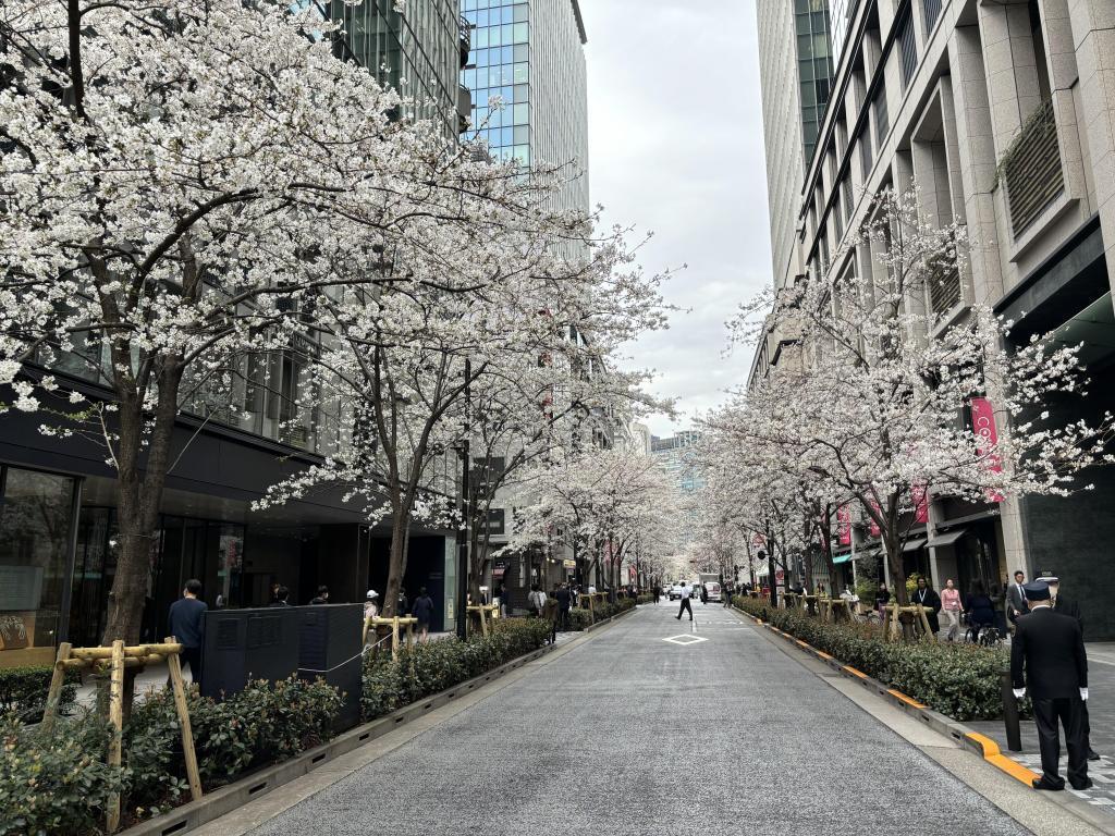 江戸桜通りの桜① 日本橋エリア　桜が咲き始めてます