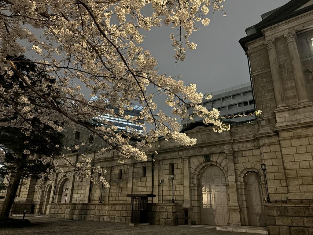 日銀前の桜にうっとり 日本橋江戸桜通り、夜桜もオススメです