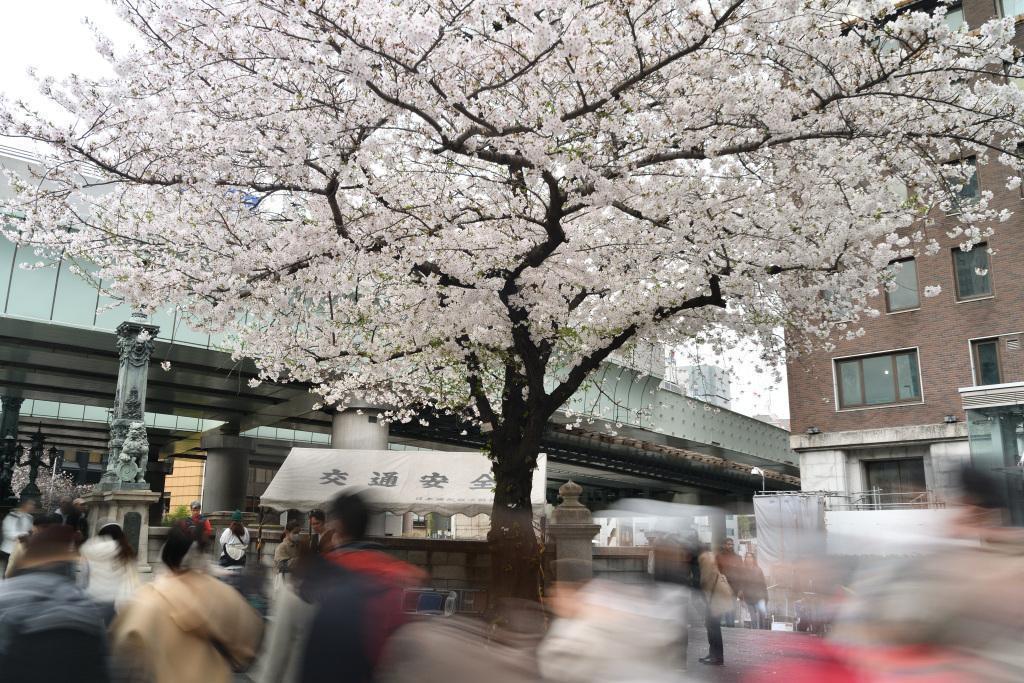  Cherry blossoms herald the arrival of spring in Chuo Ward