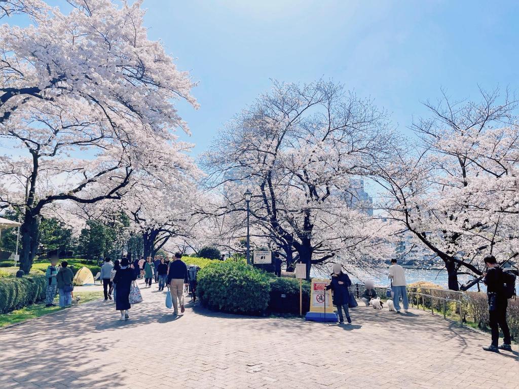  隅田川テラスの”推し”お花見スポット
