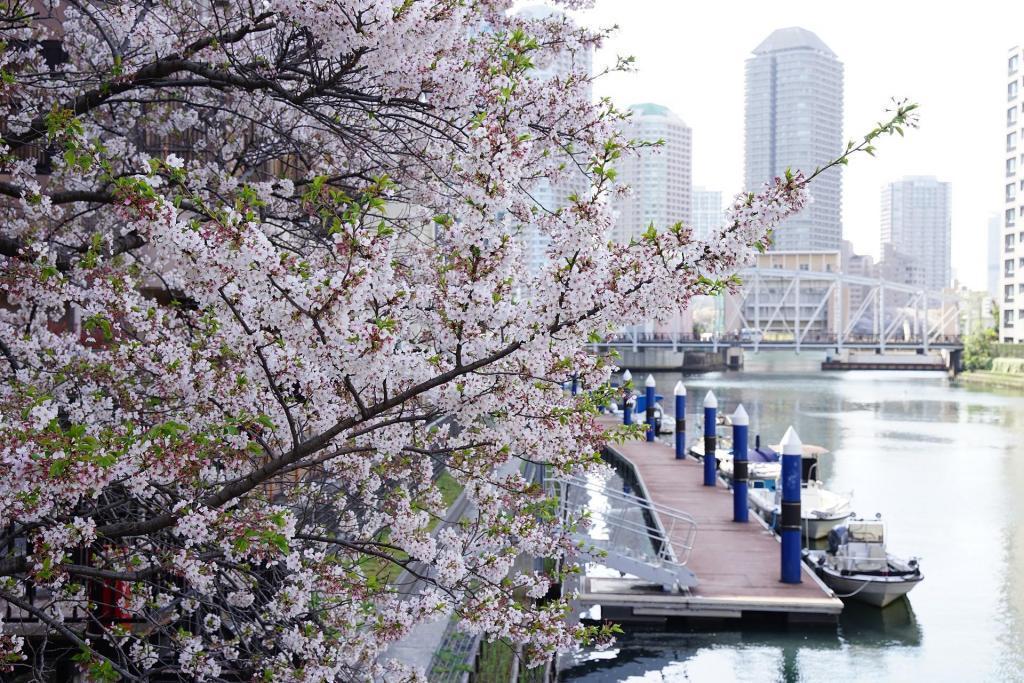 亀島川　水辺の桜の風景 中央区の桜
