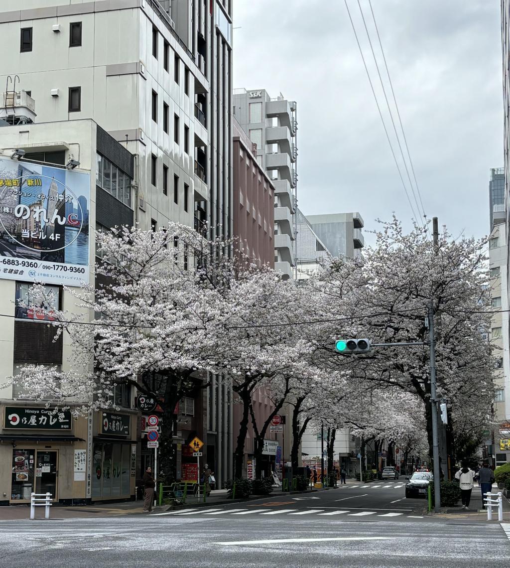  中央区の桜