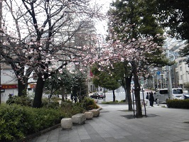 桜_160222_1.JPG
