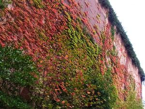 ナツヅタの秋色グラデーション 中央区観光協会特派員ブログ