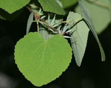 katsura-leaf.jpg