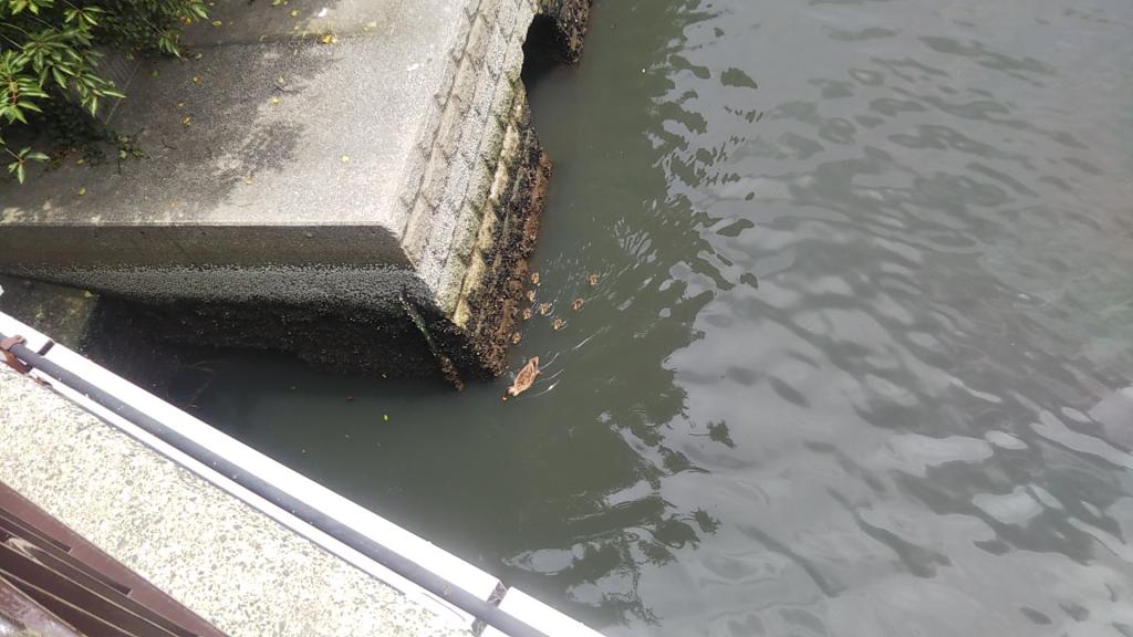 亀島川・高橋の水鳥。鵜とカルガモ親子