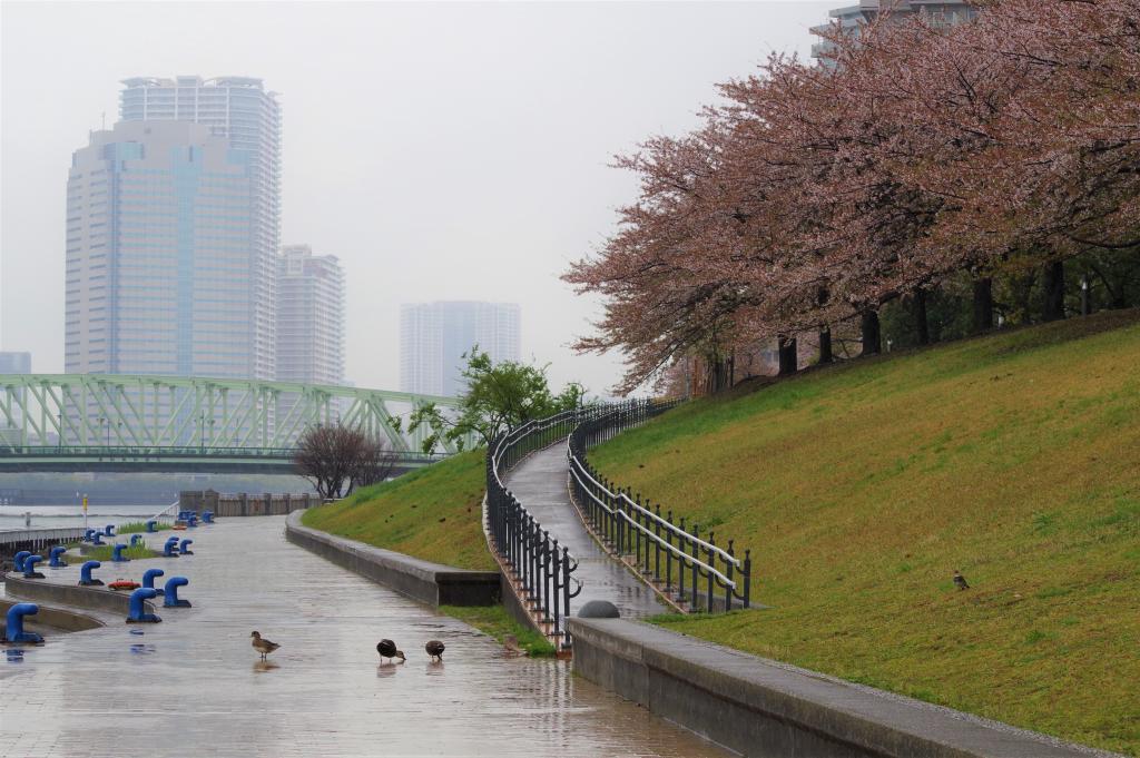 雨の日もまた楽し鳥散歩 石川島公園にて By 佃のうさこ 中央区観光協会特派員ブログ