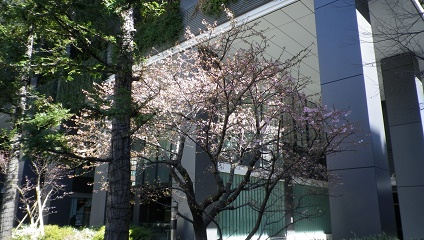 ここにもあった河津桜