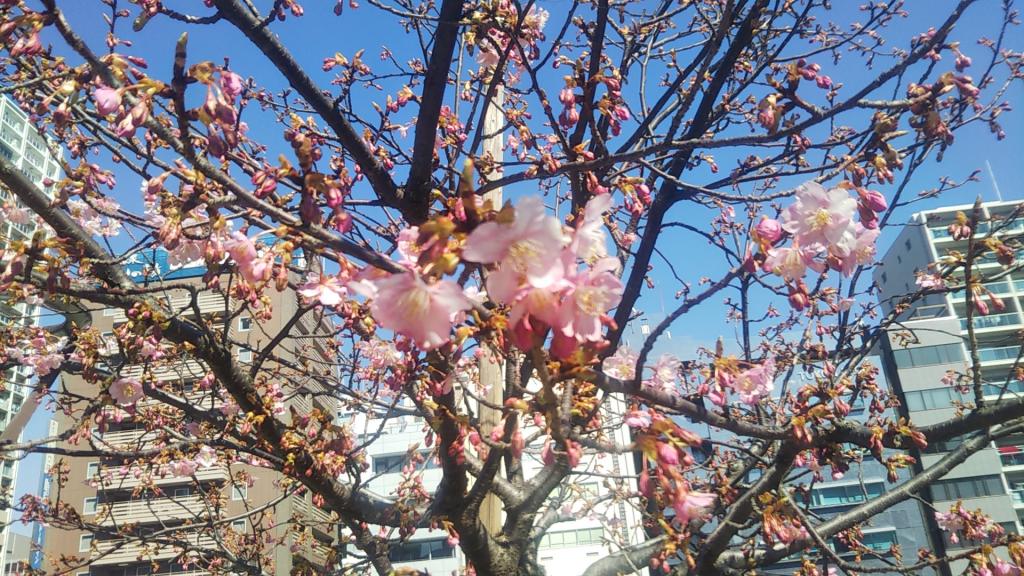 春間近。亀島川公園の河津桜が咲き始めました。