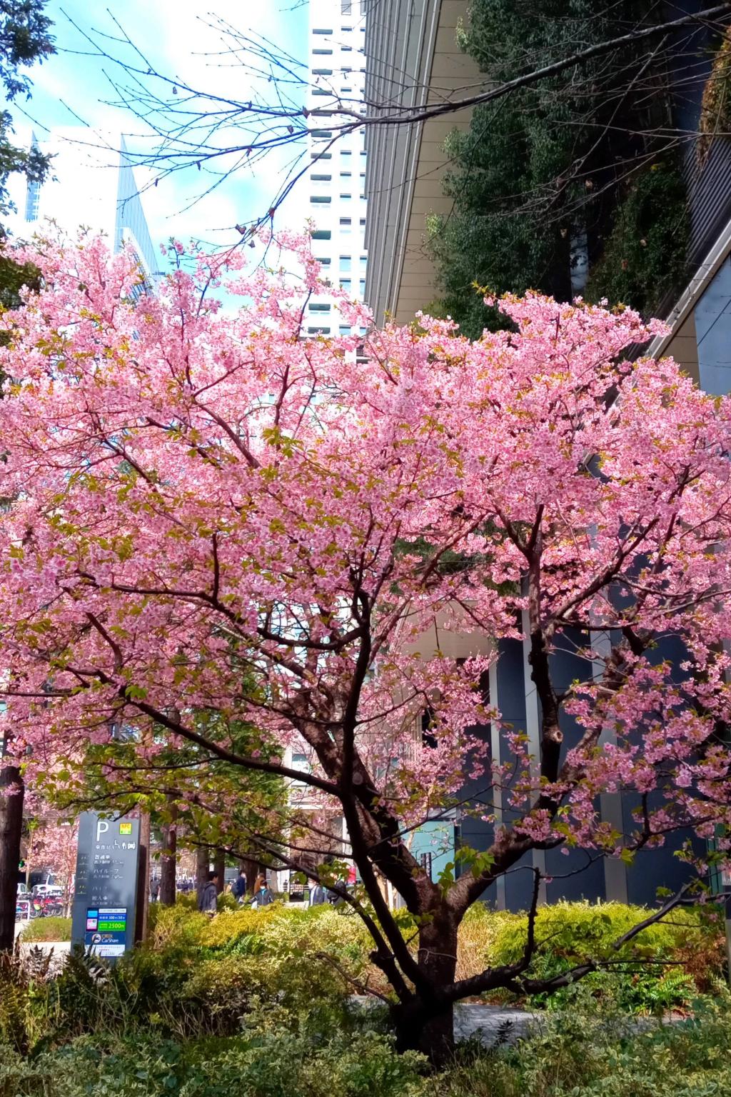 東京スクエアガーデン　河津桜満開　おかめ桜も続く
