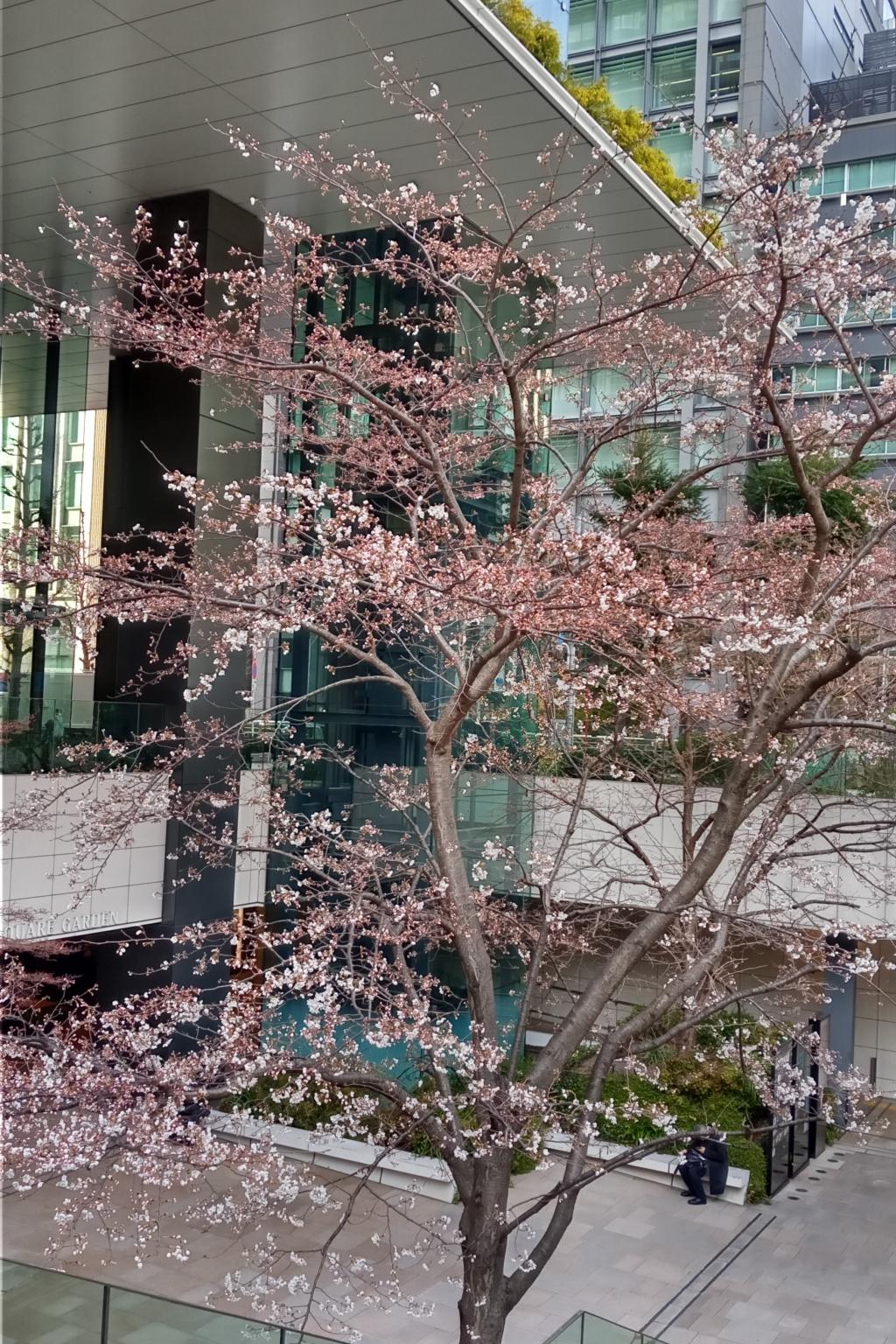 東京スクエアガーデンのソメイヨシノ　３月２６日には（ほぼ）満開