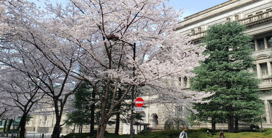 「江戸さくら通り」は桜が満開です