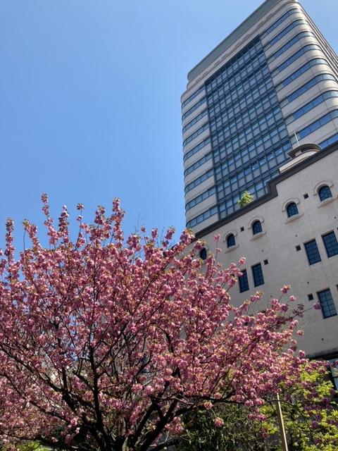 変わりゆく江戸橋周辺と変わらず咲き誇る桜