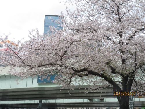 日本橋・京橋の桜の開花状況・お花見