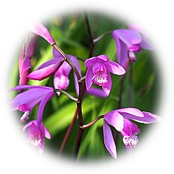  2020 赤紫色の「シラン」の花畑