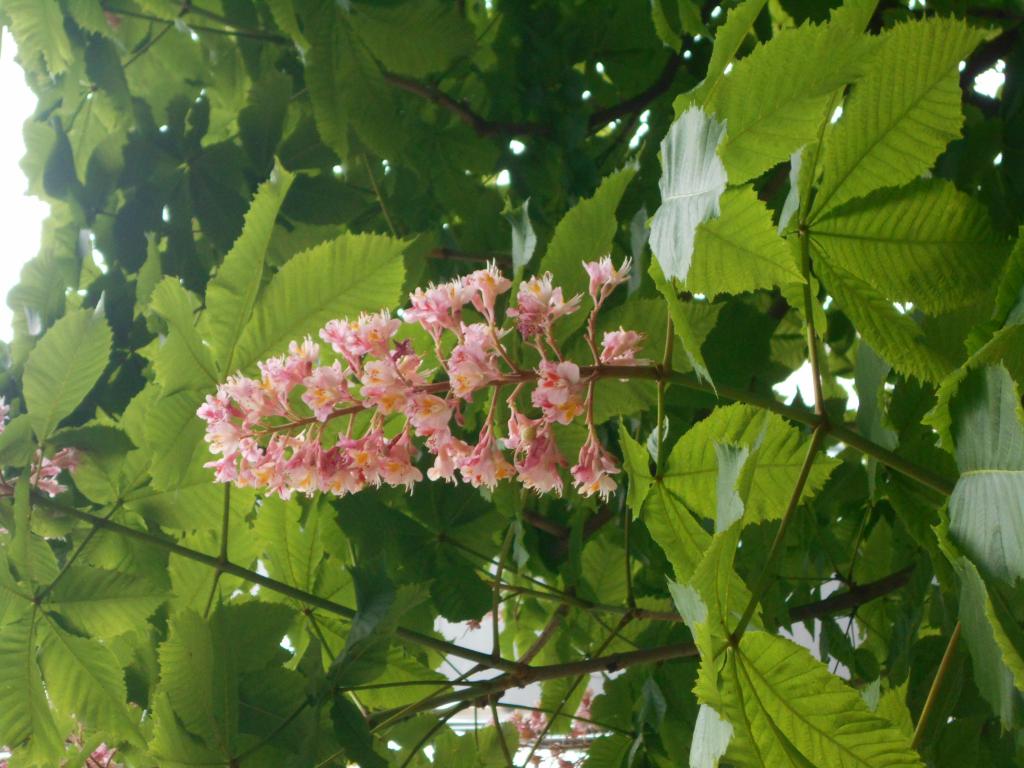 お花の形は円錐花序形　　ピンクのお花です 銀座マロニエ通り　５月中旬　セイヨウトチノキの花が満開