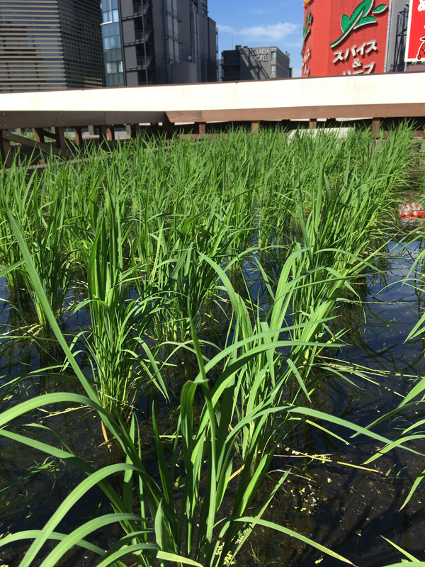  白鶴銀座天空農園
　２０２０年の今年も稲は順調に生長しています
　～　白鶴酒造　～