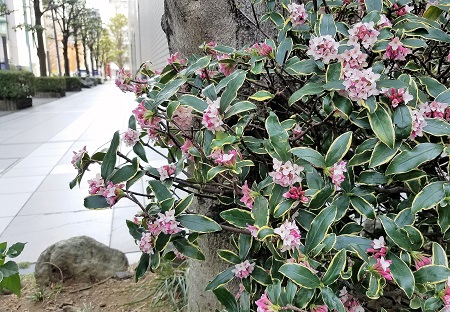  香木　春の沈丁花