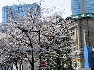 江戸桜通り 日本橋の桜は満開か？