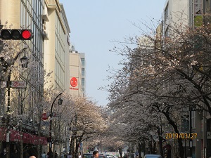 日本橋さくら通り 日本橋の桜は満開か？