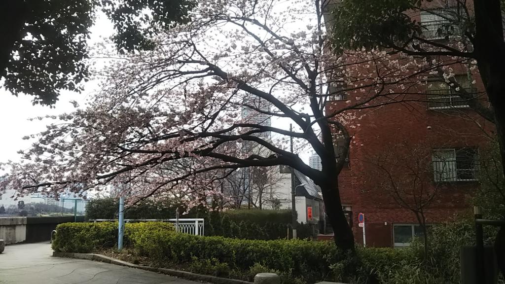 永代橋際の大寒桜 新川公園の桜　ソメイヨシノは満開まであとちょっと？