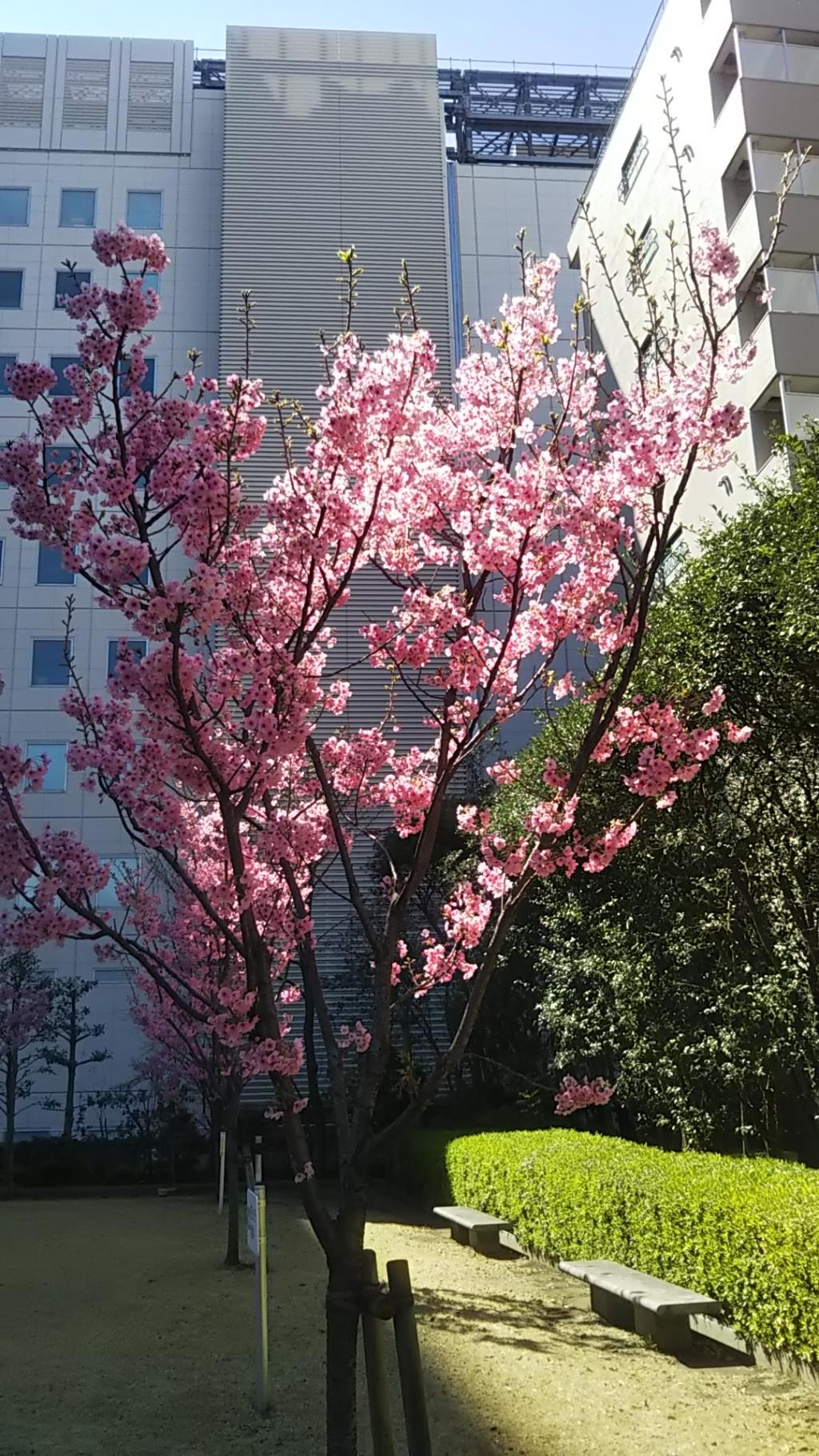 陽光桜 新川公園の桜　ソメイヨシノは満開まであとちょっと？