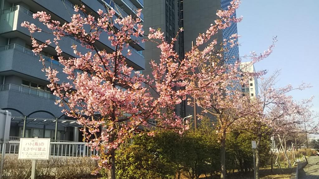 河津桜 新川公園の桜　ソメイヨシノは満開まであとちょっと？