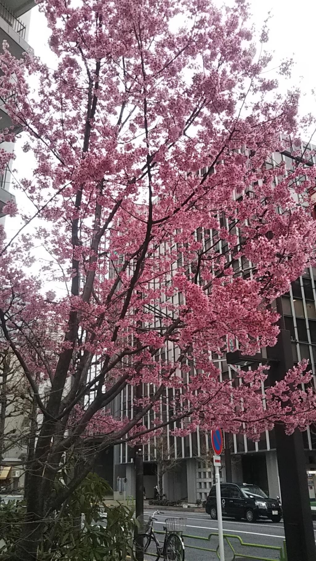 番外　街中に咲くオカメザクラ 新川公園の桜　ソメイヨシノは満開まであとちょっと？