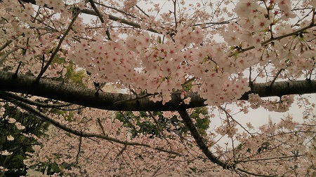  花衣　コノハナ美しく咲く