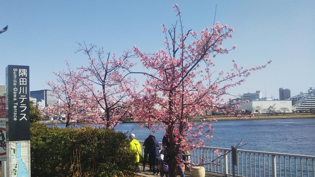 中央大橋のたもとの河津桜はほぼ満開。 永代橋橋詰の大寒桜が開花