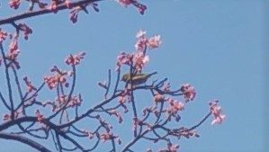  永代橋橋詰の大寒桜が開花