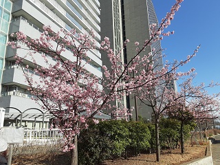 桜は例年通り 隅田川テラス工事のお知らせ