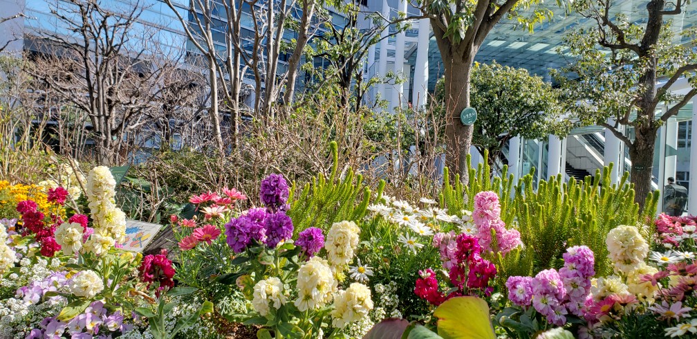  春を待つ・晴海トリトンスクエア　花壇の花が美しいです。
