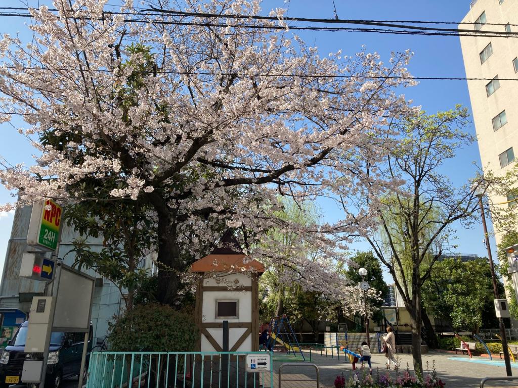 F：わたし児童公園 桜最前線from晴海＆月島