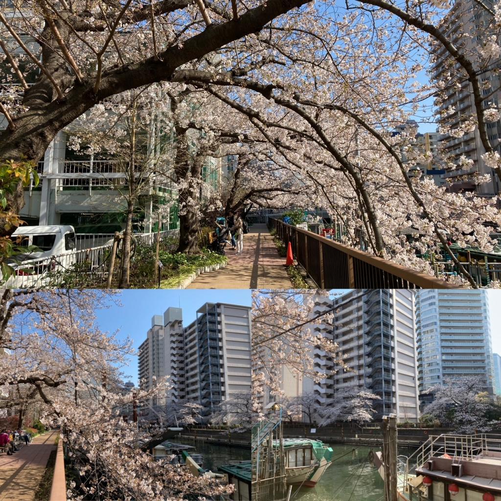 G：月島川緑の散歩道(最西側) 桜最前線from晴海＆月島