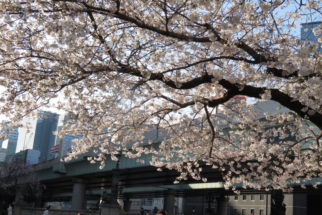 日本橋　ソメイヨシノ桜も満開 日本橋　江戸桜通り　ほぼ満開