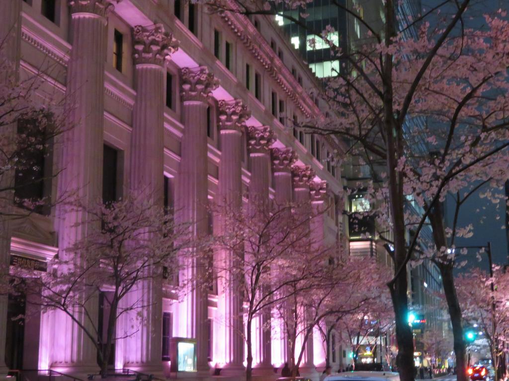 「江戸桜通り」の夜景 桜名所を散歩する