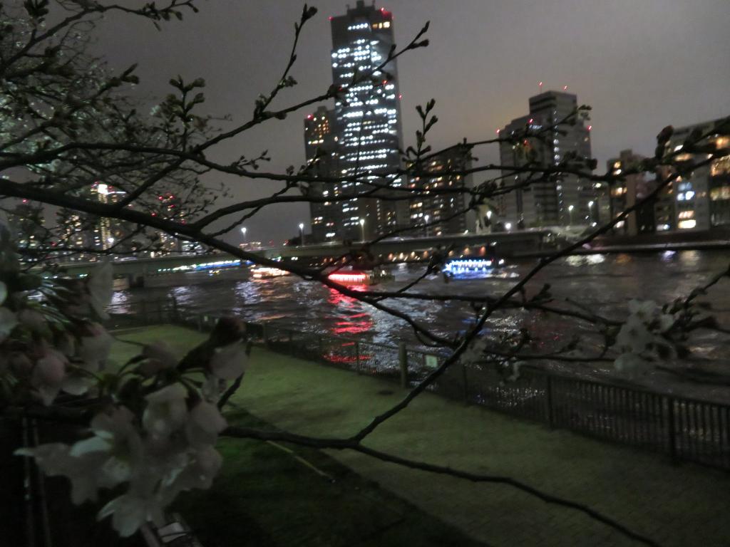 隅田川の夜桜 桜名所を散歩する