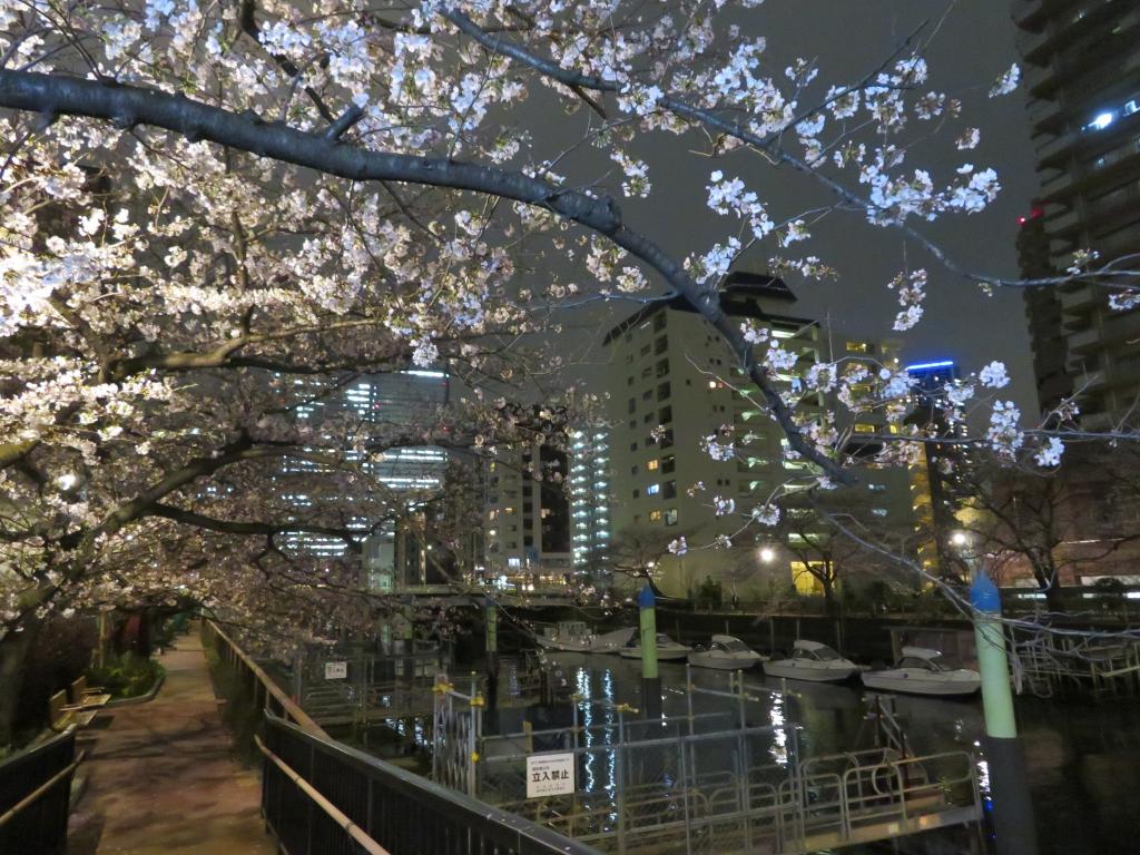 晴海「桜の散歩道」 桜名所を散歩する