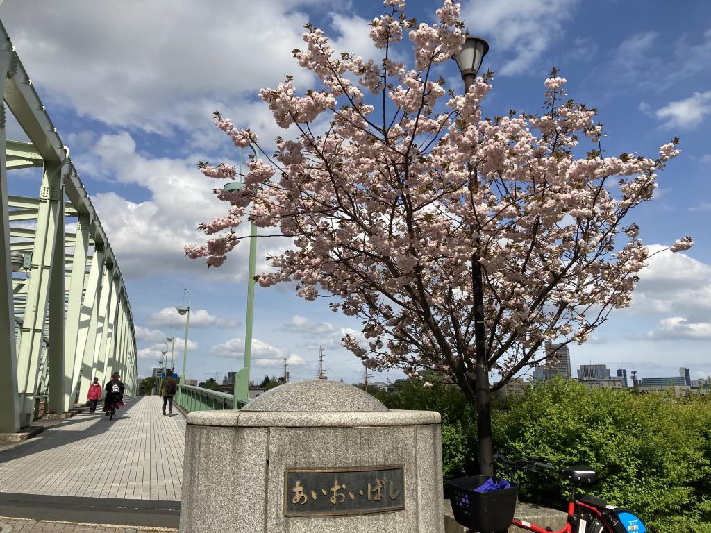 遅咲き八重桜発見！ 佃・月島地区の橋 14橋を一文字書きで渡れ！