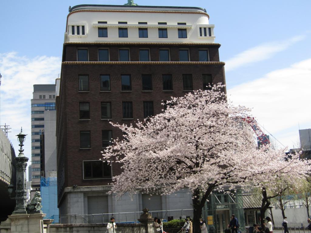  巡りたくなる中央区内の桜スポット