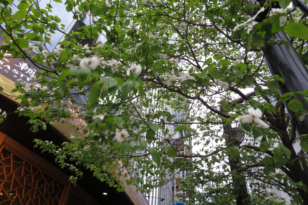 松屋通りのハナミズキ　開花中です 銀座は花盛り　なんじゃもんじゃの花